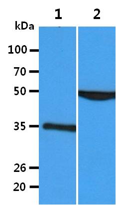 All lanes : 3T3-L1 Whole Cell Lysate (40ug);;Lane 1. : Anti-GAPDH antibody (ATGA0181);;Lane 2. : Anti-Beta tubulin antibody (ATGA0196) {ATGL0021-WB.jpg}