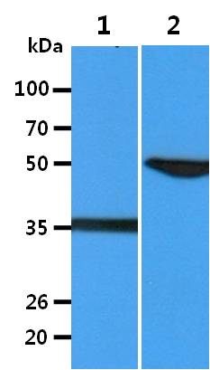 All lanes : C3H/10T1/2 Whole Cell Lysate (40ug);;Lane 1. : Anti-GAPDH antibody (ATGA0181);;Lane 2. : Anti-Beta tubulin antibody (ATGA0196) {ATGL0022-WB.jpg}