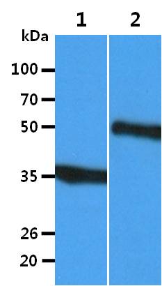 All lanes : SL-OV-3 Whole Cell Lysate (40ug);;Lane 1. : Anti-GAPDH antibody (ATGA0181);;Lane 2. : Anti-Beta tubulin antibody (ATGA0196) {ATGL0023-WB.jpg}