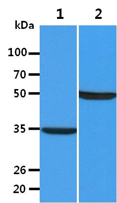 All lanes : B16-F10 Whole Cell Lysate (40ug);;Lane 1. : Anti-GAPDH antibody (ATGA0181);;Lane 2. : Anti-Beta tubulin antibody (ATGA0196) {ATGL0025-WB.jpg}