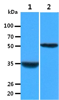 All lanes : Raw264.7 Whole Cell Lysate (40ug);;Lane 1. : Anti-GAPDH antibody (ATGA0181);;Lane 2. : Anti-Beta tubulin antibody (ATGA0196) {ATGL0026-WB.jpg}