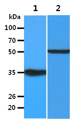 All lanes : CHO-K1 Whole Cell Lysate (40ug);;Lane 1. : Anti-GAPDH antibody (ATGA0181);;Lane 2. : Anti-Beta tubulin antibody (ATGA0196) {ATGL0027-WB.jpg}