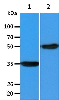 All lanes : A427 Whole Cell Lysate (40ug);;Lane 1. : Anti-GAPDH antibody (ATGA0181);;Lane 2. : Anti-Beta tubulin antibody (ATGA0196) {ATGL0028-WB.jpg}