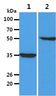 All lanes : L-929 Whole Cell Lysate (40ug);;Lane 1. : Anti-GAPDH antibody (ATGA0181);;Lane 2. : Anti-Beta tubulin antibody (ATGA0196) {ATGL0031-WB.jpg}