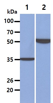 All lanes : CTLL-2 Whole Cell Lysate (40ug);;Lane 1. : Anti-GAPDH antibody (ATGA0181);;Lane 2. : Anti-Beta tubulin antibody (ATGA0196) {ATGL0033-WB.jpg}