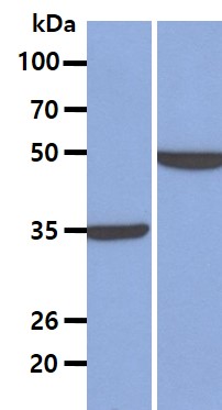 All lanes : BaF3 Whole Cell Lysate (40ug);;Lane 1. : Anti-GAPDH antibody (ATGA0181);;Lane 2. : Anti-Beta tubulin antibody (ATGA0196) {ATGL0034-WB.jpg}