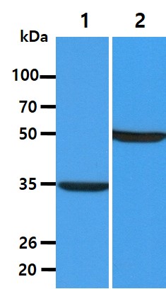 All lanes : MDA-MB-231 Whole Cell Lysate (40ug);;Lane 1. : Anti-GAPDH antibody (ATGA0181);;Lane 2. : Anti-Beta tubulin antibody (ATGA0196) {ATGL0035-WB.jpg}