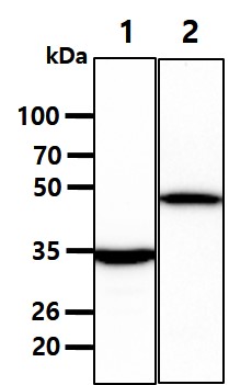 All lanes : KG-1 Whole Cell Lysate (40ug);;Lane 1. : Anti-GAPDH antibody (ATGA0181);;Lane 2. : Anti-Beta tubulin antibody (ATGA0196) {ATGL0036-WB.jpg}