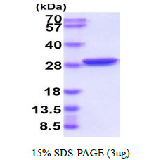 3ug by SDS-PAGE under reducing condition and visualized by coomassie blue stain.