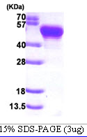 3ug by SDS-PAGE under reducing condition and visualized by coomassie blue stain.