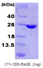 3ug by SDS-PAGE under reducing condition and visualized by coomassie blue stain.