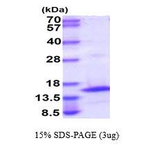 3ug by SDS-PAGE under reducing condition and visualized by coomassie blue stain.