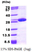 3ug by SDS-PAGE under reducing condition and visualized by coomassie blue stain.