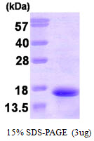 3ug by SDS-PAGE under reducing condition and visualized by coomassie blue stain.