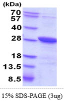 3ug by SDS-PAGE under reducing condition and visualized by coomassie blue stain.