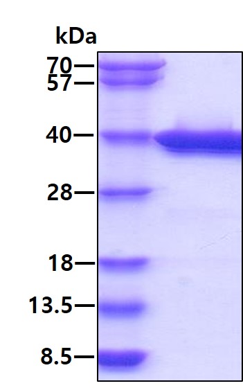 3ug by SDS-PAGE under reducing condition and visualized by coomassie blue stain.