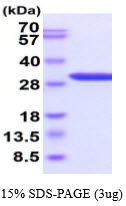 3ug by SDS-PAGE under reducing condition and visualized by coomassie blue stain.