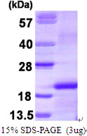 3ug by SDS-PAGE under reducing condition and visualized by coomassie blue stain.