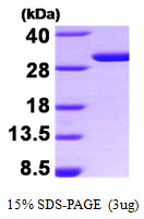 3ug by SDS-PAGE under reducing condition and visualized by coomassie blue stain.