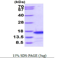 3ug by SDS-PAGE under reducing condition and visualized by coomassie blue stain.