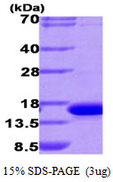 3ug by SDS-PAGE under reducing condition and visualized by coomassie blue stain.