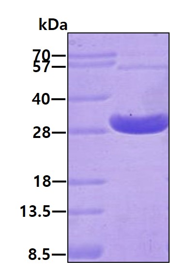 3ug by SDS-PAGE under reducing condition and visualized by coomassie blue stain.