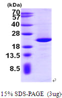 3ug by SDS-PAGE under reducing condition and visualized by coomassie blue stain.