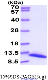 3ug by SDS-PAGE under reducing condition and visualized by coomassie blue stain.