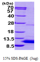 3ug by SDS-PAGE under reducing condition and visualized by coomassie blue stain.