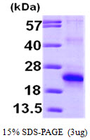 3ug by SDS-PAGE under reducing condition and visualized by coomassie blue stain.