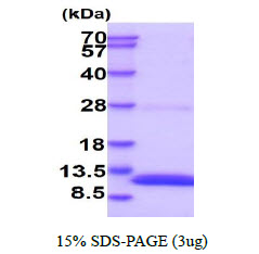 3ug by SDS-PAGE under reducing condition and visualized by coomassie blue stain.