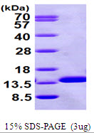 3ug by SDS-PAGE under reducing condition and visualized by coomassie blue stain.