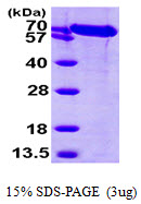 3ug by SDS-PAGE under reducing condition and visualized by coomassie blue stain.