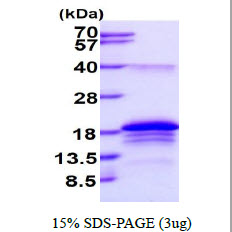 3ug by SDS-PAGE under reducing condition and visualized by coomassie blue stain.