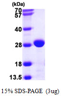 3ug by SDS-PAGE under reducing condition and visualized by coomassie blue stain.