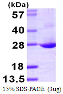 3ug by SDS-PAGE under reducing condition and visualized by coomassie blue stain.