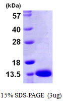 3ug by SDS-PAGE under reducing condition and visualized by coomassie blue stain.