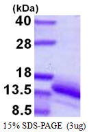 3ug by SDS-PAGE under reducing condition and visualized by coomassie blue stain.