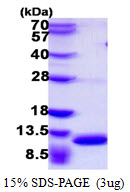 3ug by SDS-PAGE under reducing condition and visualized by coomassie blue stain.