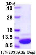 3ug by SDS-PAGE under reducing condition and visualized by coomassie blue stain.