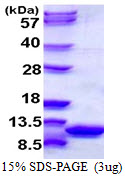 3ug by SDS-PAGE under reducing condition and visualized by coomassie blue stain.