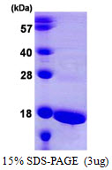 3ug by SDS-PAGE under reducing condition and visualized by coomassie blue stain.