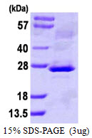 3ug by SDS-PAGE under reducing condition and visualized by coomassie blue stain.