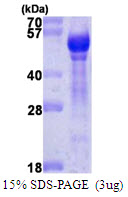 3ug by SDS-PAGE under reducing condition and visualized by coomassie blue stain.