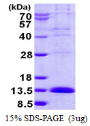 3ug by SDS-PAGE under reducing condition and visualized by coomassie blue stain.