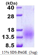 3ug by SDS-PAGE under reducing condition and visualized by coomassie blue stain.