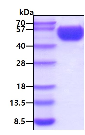 3ug by SDS-PAGE under reducing condition and visualized by coomassie blue stain.