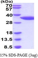 3ug by SDS-PAGE under reducing condition and visualized by coomassie blue stain.