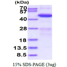 3ug by SDS-PAGE under reducing condition and visualized by coomassie blue stain.