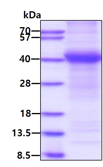 3ug by SDS-PAGE under reducing condition and visualized by coomassie blue stain.